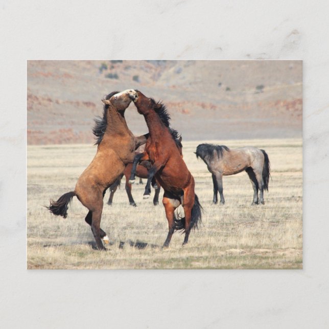 Shenanigans Postkarte (Vorderseite)