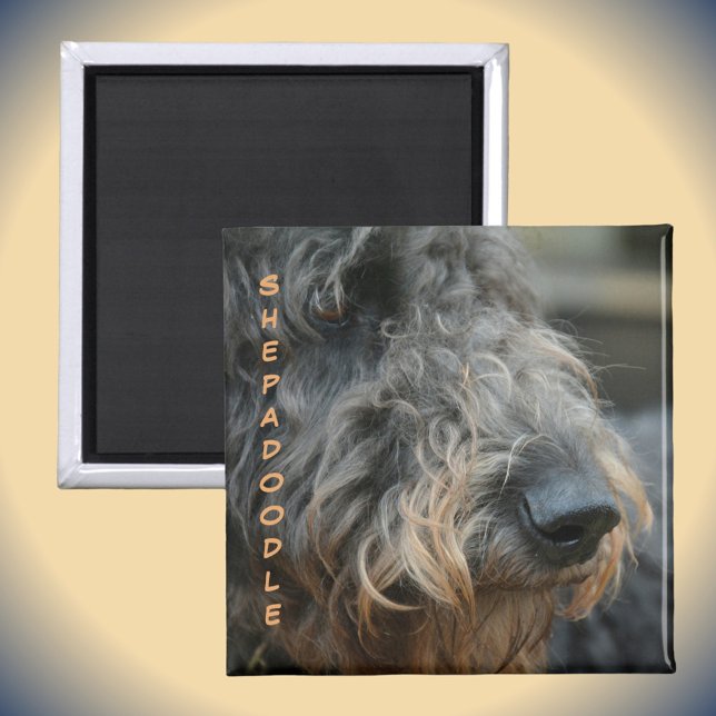 Shepadoodle Closeup Profil Hunde Rasse fotografisc Magnet (Von Creator hochgeladen)