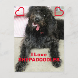 Shepadoodle Postkarte