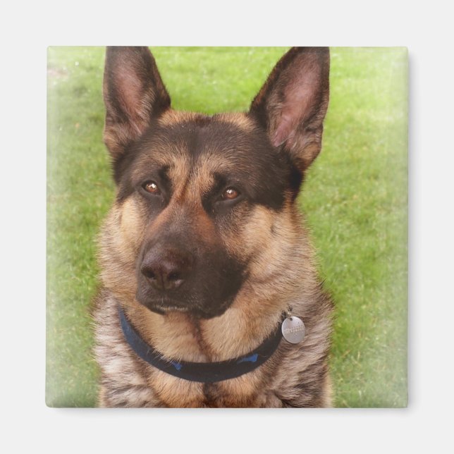 Shepherd Dog Square Magnet (Vorne)