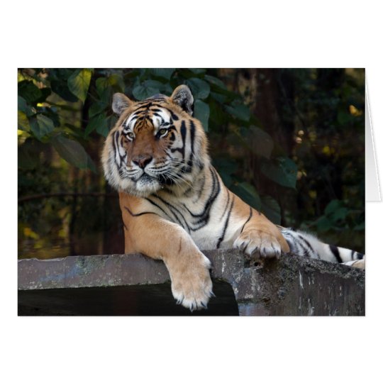 Shere-Khan-b-8 Karte