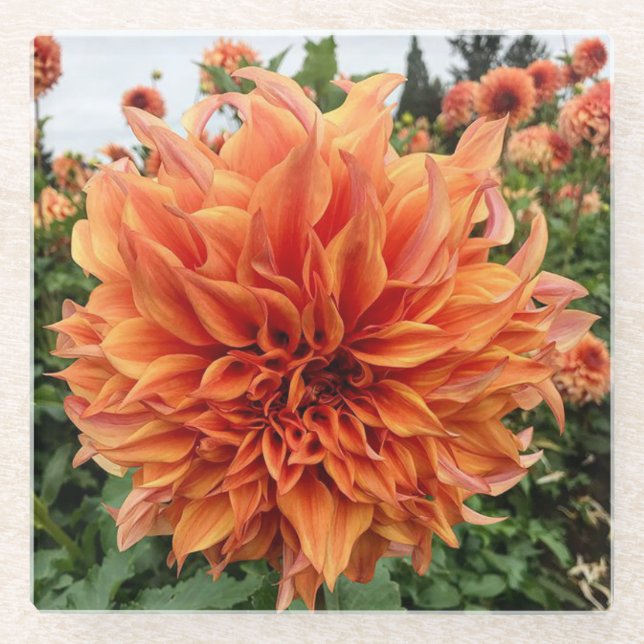 Sherwood-Pfirsich Dahlia Glasuntersetzer (Vorderseite)