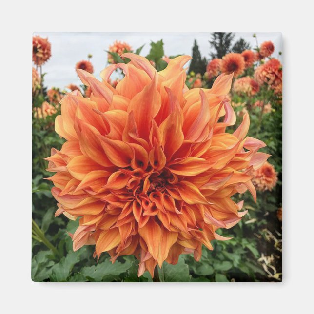 Sherwoods Peach Dahlia Magnet (Vorne)