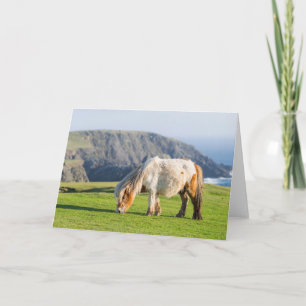 Shetland Pony auf der Alp Piazza della Riforma Karte