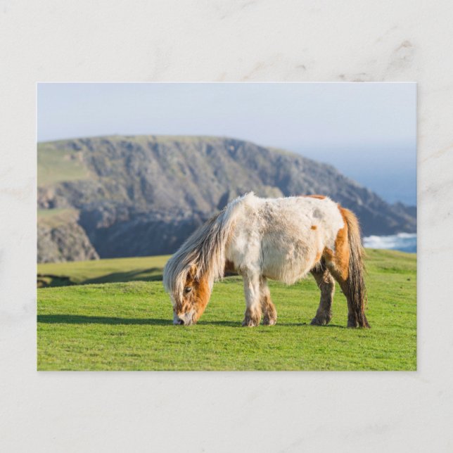 Shetland Pony auf der Alp Piazza della Riforma Postkarte (Vorderseite)