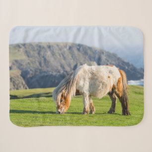 Shetland Pony auf der Alp Piazza della Riforma Sherpadecke