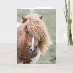 Shetland Pony auf der Insel Unst Karte
