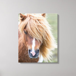 Shetland Pony auf der Insel Unst Leinwanddruck