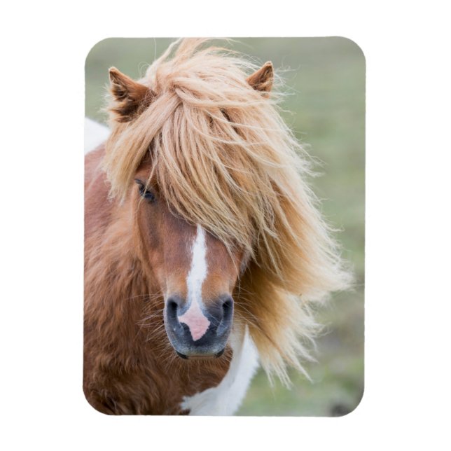 Shetland Pony auf der Insel Unst Magnet (Vertikal)