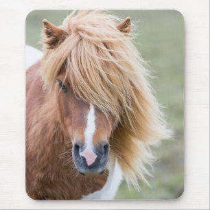 Shetland Pony auf der Insel Unst Mousepad