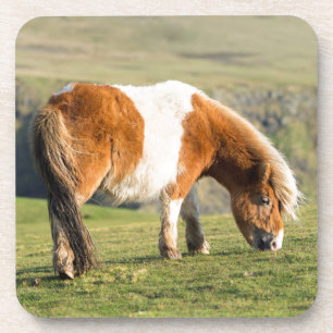 Shetland Pony auf Weideland in der Nähe von hohen  Getränkeuntersetzer