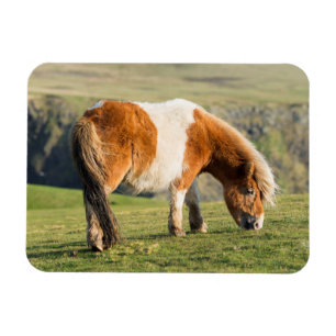 Shetland Pony auf Weideland in der Nähe von hohen  Magnet