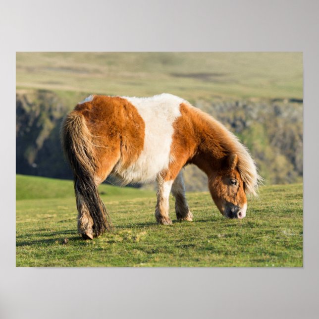 Shetland Pony auf Weideland in der Nähe von hohen  Poster (Vorne)