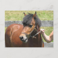 Shetland Pony Design Postkarte