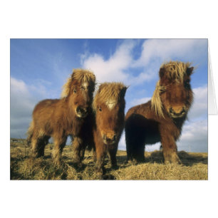 Shetland-Pony, Festland Shetland-Inseln,