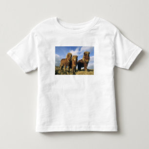 Shetland-Pony, Festland Shetland-Inseln, Kleinkind T-shirt