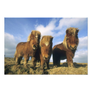Shetland Pony, Festland Shetland Islands, Fotodruck