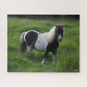 Shetland Pony Hengst Stehend im Gras