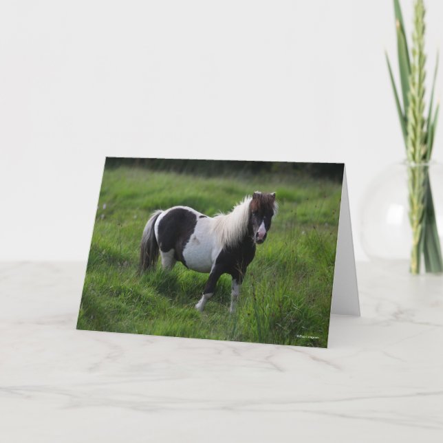 Shetland Pony Hengst Stehend im Gras Karte (Vorderseite)