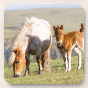 Shetland Pony on Pasta Nea High Cliffs, Mare Untersetzer