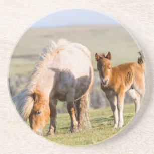 Shetland Pony on Pasta Nea High Cliffs, Mare Untersetzer