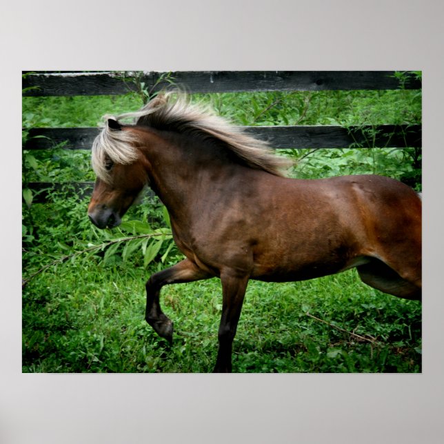 Shetland Pony Poster (Vorne)