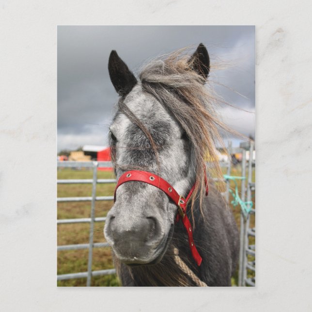 Shetland Pony Postkarte (Vorderseite)