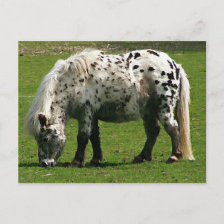 Shetland Pony Postkarte