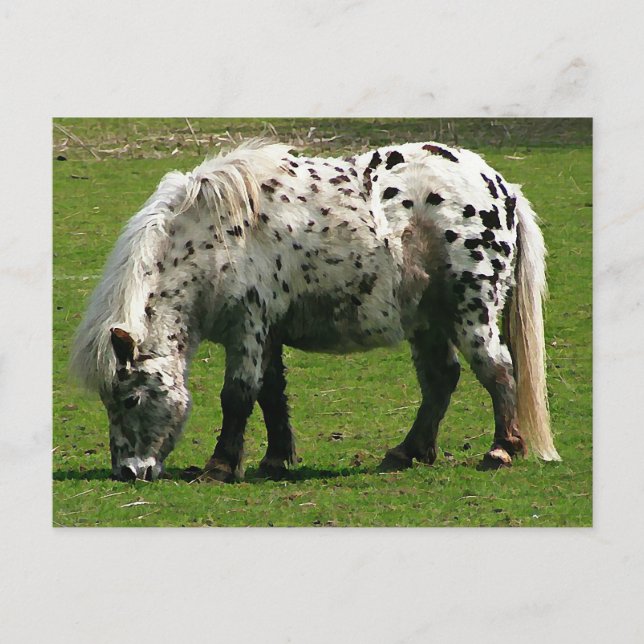 Shetland Pony Postkarte (Vorderseite)