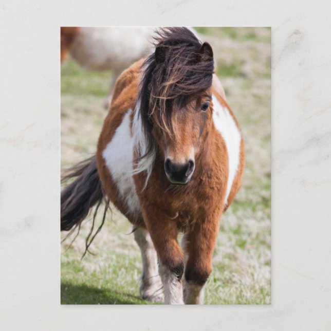 Shetland Pony, Shetland Islands Postkarte (Vorderseite)