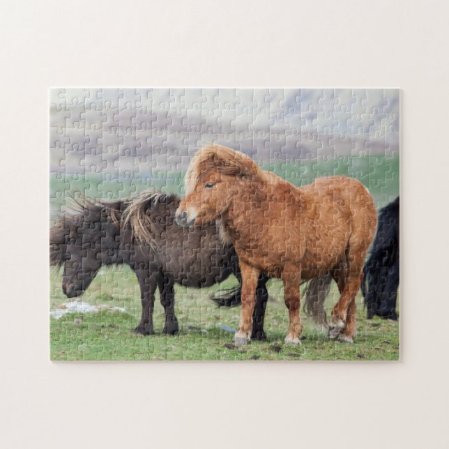 Shetland Pony, Shetland Islands, Schottland 2 (Horizontal)