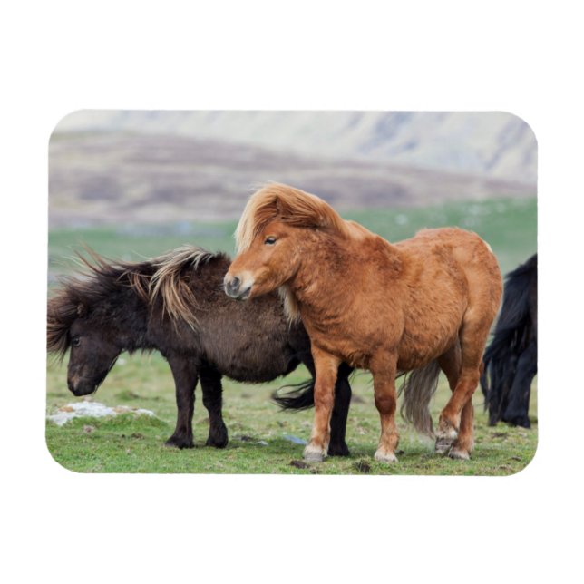 Shetland Pony, Shetland Islands, Schottland 2 Magnet (Horizontal)