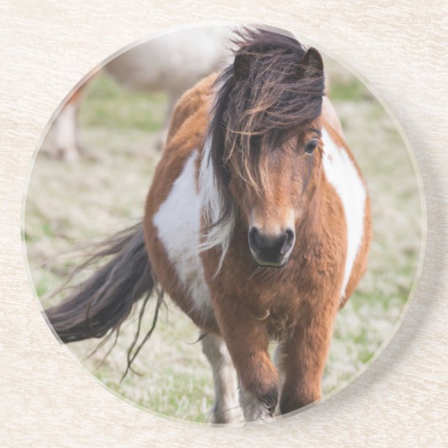Shetland Pony, Shetland Islands Untersetzer (Vorne)