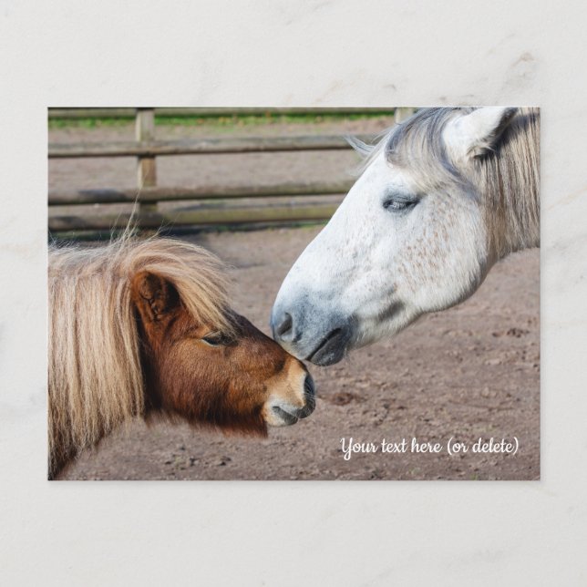 Shetland Pony und Highland Pony Postkarte (Vorderseite)