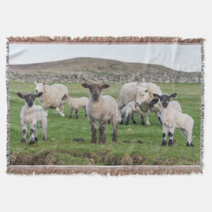 Shetland-Schaf Decke