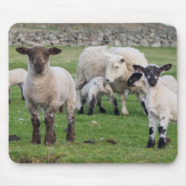 Shetland-Schaf Mousepad (Vorne)
