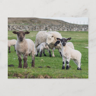Shetland-Schaf Postkarte