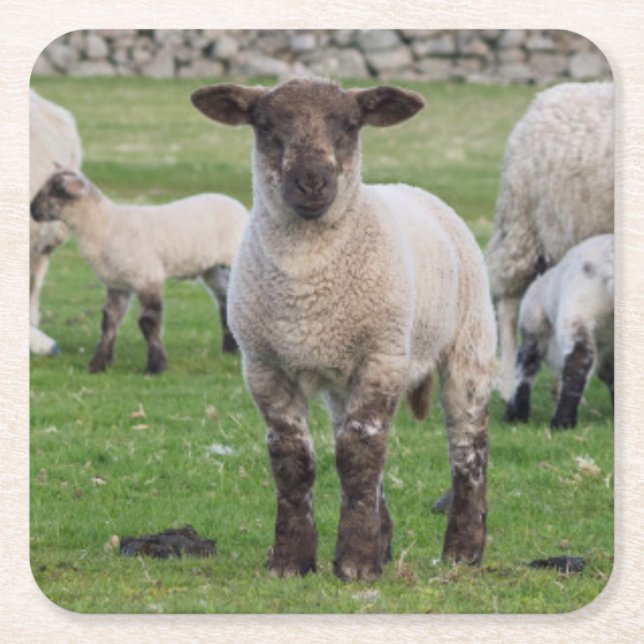 Shetland-Schaf Rechteckiger Pappuntersetzer (Vorderseite)