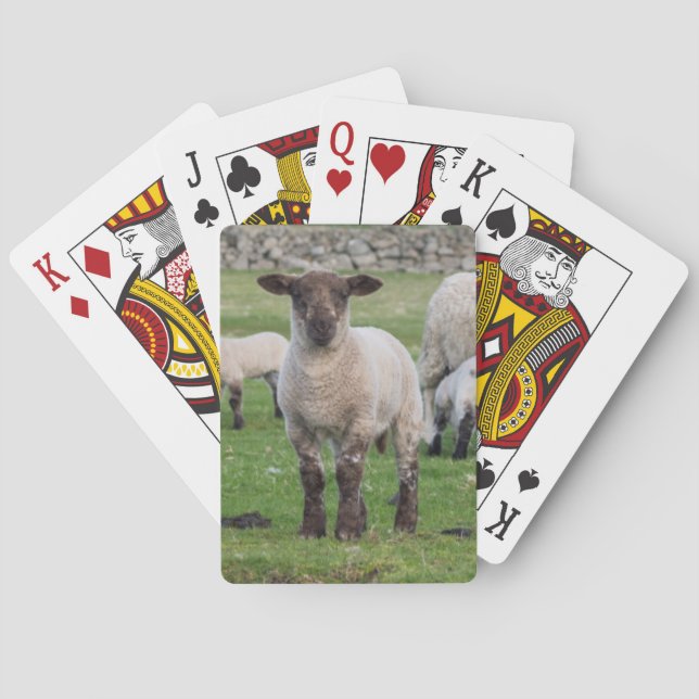Shetland-Schaf Spielkarten (Rückseite)