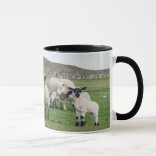 Shetland-Schaf Tasse