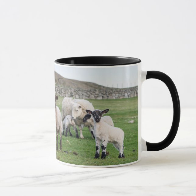 Shetland-Schaf Tasse (Rechts)