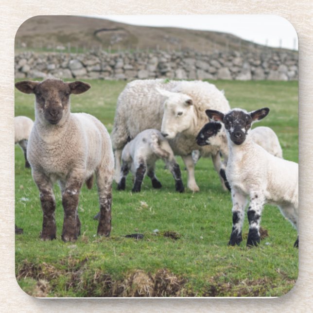 Shetland-Schaf Untersetzer (Vorderseite)