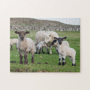 Shetland-Schafe