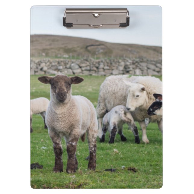 Shetland-Schafe Klemmbrett (Vorderseite)