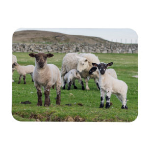 Shetland-Schafe Magnet