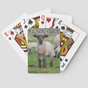 Shetland-Schafe Spielkarten