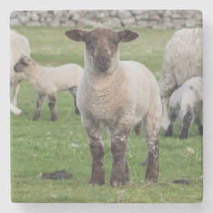 Shetland-Schafe Steinuntersetzer