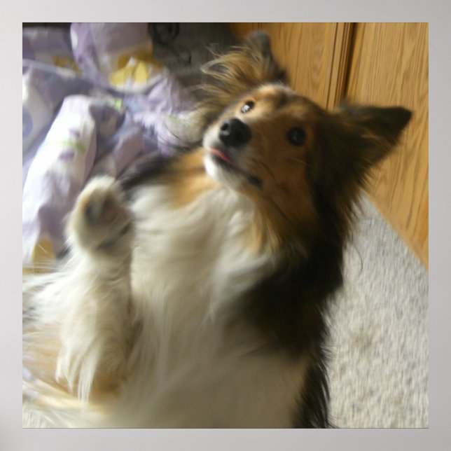 Shetland-Schäferhund Bettelt Poster (Vorne)