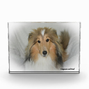 Shetland-Schäferhund. Fotoblock