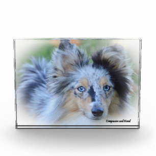 Shetland-Schäferhund. Fotoblock